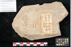 Foto (Objekt + Etikett) von Glyptostrobus europaeus Brongniart (NHMW-GEO-2024-0188-6361)
